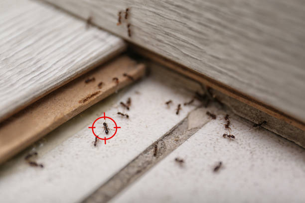 Best Mosquito Control Services  in Wallenuck Lake Estates, PA