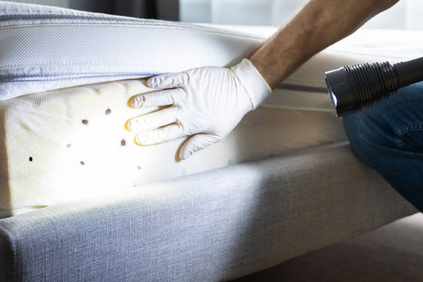 Best Affordable Pest Control Services  in Wallenuck Lake Estates, PA