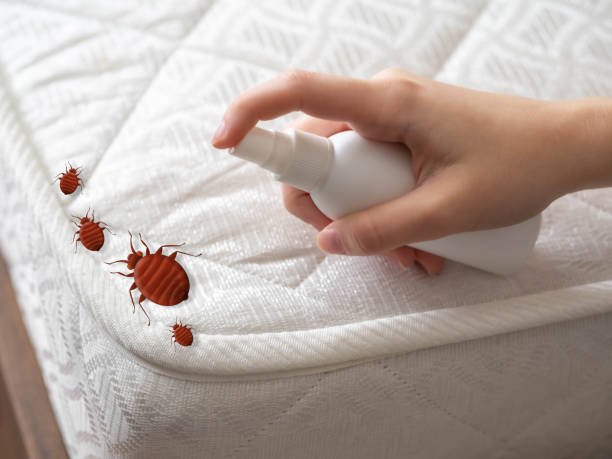 Best Wasp Removal Services  in Wallenuck Lake Estates, PA