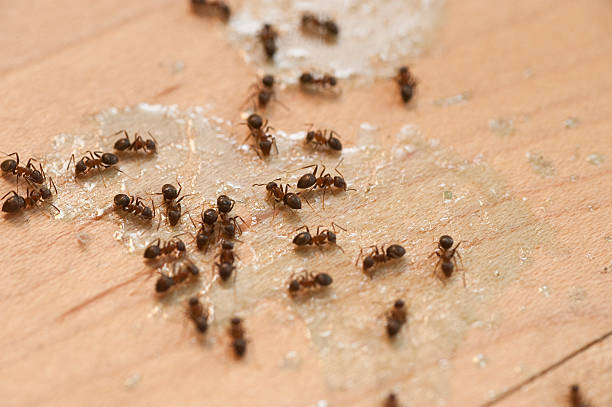 Best Commercial Pest Control Services  in Wallenuck Lake Estates, PA
