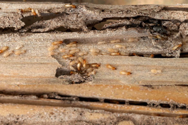Best Pest Inspection Near Me  in Wallenuck Lake Estates, PA